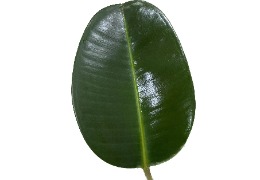 化妝品原料小百科：乙酰殼糖胺樹葉涂抹小實(shí)驗